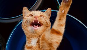 Preview wallpaper cat, paw, pet, red, funny