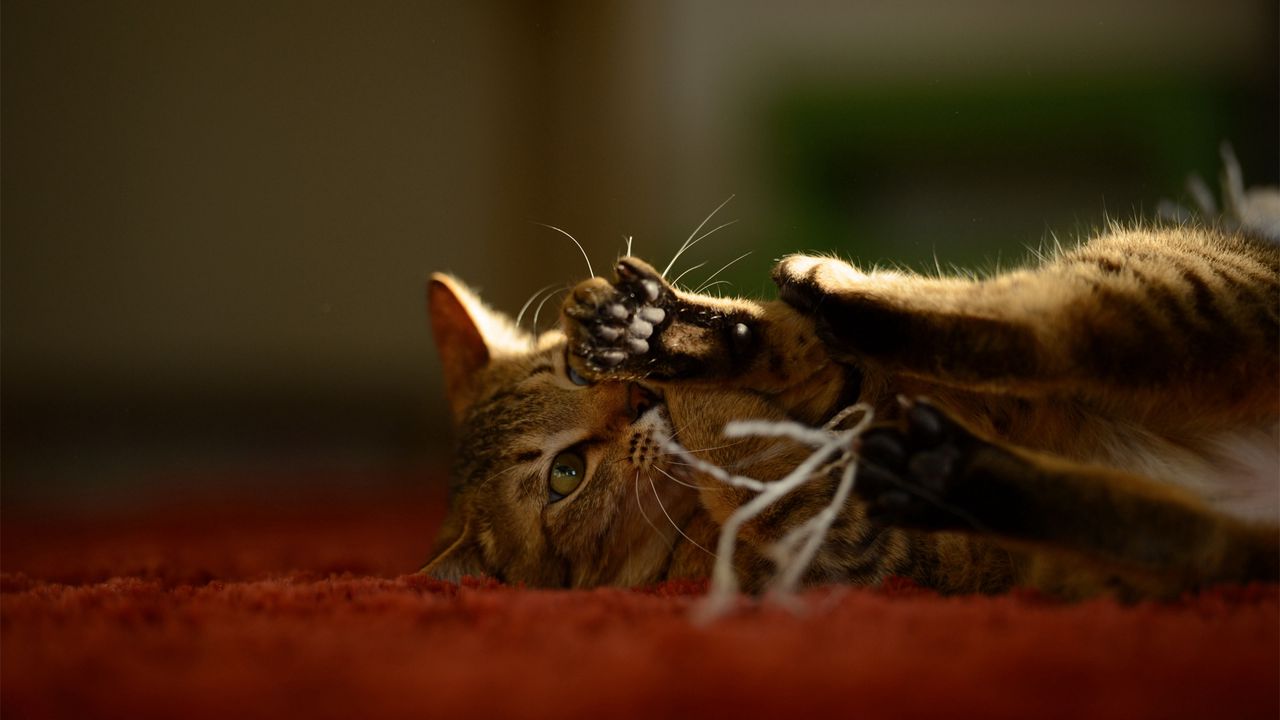 Wallpaper cat, paw, playful, lying