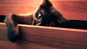 Preview wallpaper cat, paw, playful, black, peek