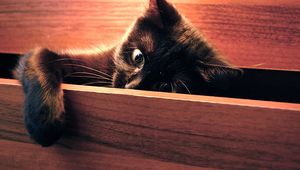 Preview wallpaper cat, paw, playful, black, peek
