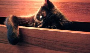 Preview wallpaper cat, paw, playful, black, peek