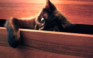 Preview wallpaper cat, paw, playful, black, peek