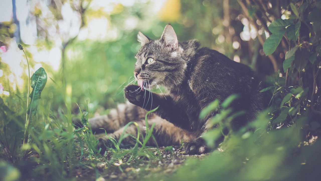 Wallpaper cat, paw, protruding tongue, funny