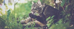 Preview wallpaper cat, paw, protruding tongue, funny
