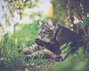 Preview wallpaper cat, paw, protruding tongue, funny