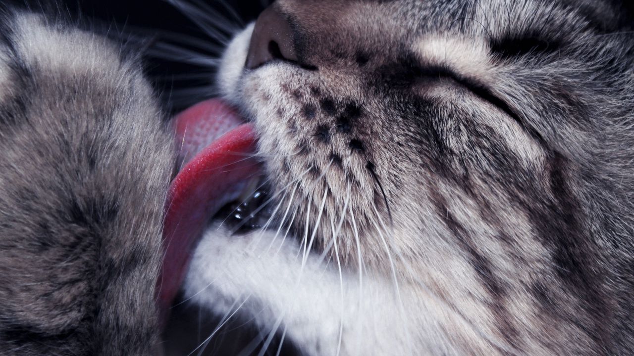 Wallpaper cat, paw, tongue, lick, closeup, face