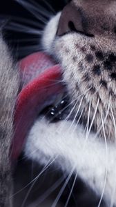 Preview wallpaper cat, paw, tongue, lick, closeup, face