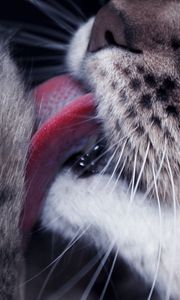 Preview wallpaper cat, paw, tongue, lick, closeup, face