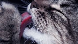 Preview wallpaper cat, paw, tongue, lick, closeup, face