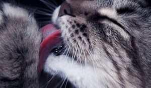 Preview wallpaper cat, paw, tongue, lick, closeup, face