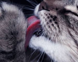 Preview wallpaper cat, paw, tongue, lick, closeup, face