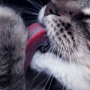 Preview wallpaper cat, paw, tongue, lick, closeup, face