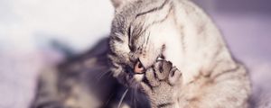 Preview wallpaper cat, paw, wash, spotted