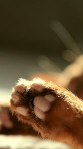 Preview wallpaper cat, paws, blurring