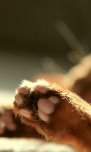 Preview wallpaper cat, paws, blurring