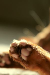 Preview wallpaper cat, paws, blurring
