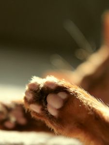 Preview wallpaper cat, paws, blurring