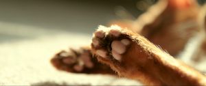 Preview wallpaper cat, paws, blurring