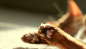 Preview wallpaper cat, paws, blurring