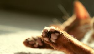 Preview wallpaper cat, paws, blurring