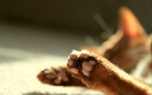 Preview wallpaper cat, paws, blurring