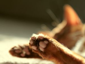 Preview wallpaper cat, paws, blurring