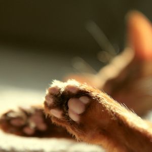 Preview wallpaper cat, paws, blurring