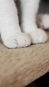Preview wallpaper cat, paws, fluffy, cute