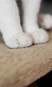 Preview wallpaper cat, paws, fluffy, cute