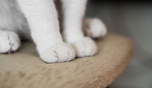 Preview wallpaper cat, paws, fluffy, cute