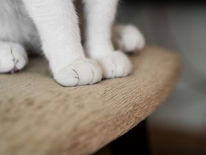 Preview wallpaper cat, paws, fluffy, cute