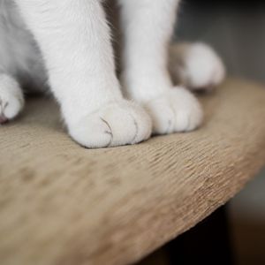 Preview wallpaper cat, paws, fluffy, cute