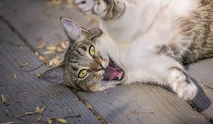 Preview wallpaper cat, paws, funny, playful