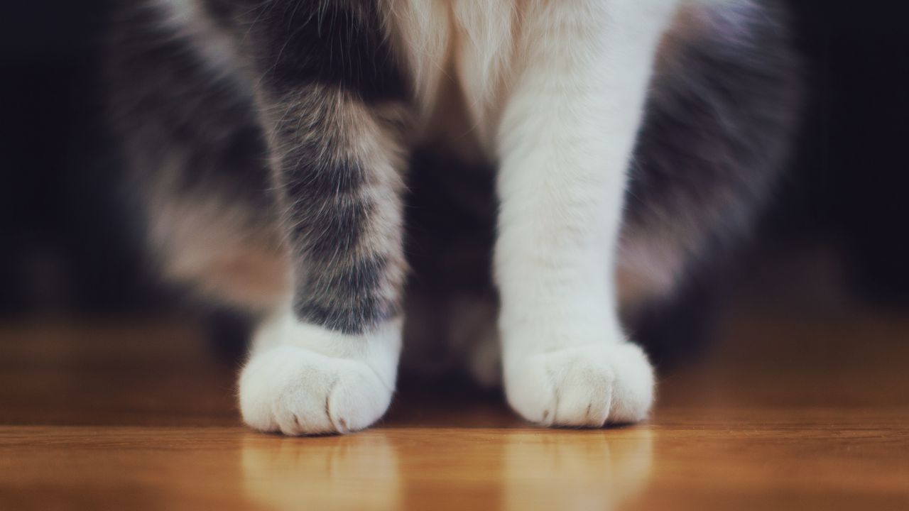 Wallpaper cat, paws, furry