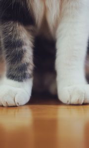 Preview wallpaper cat, paws, furry