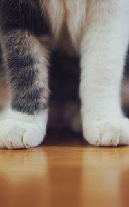 Preview wallpaper cat, paws, furry