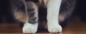 Preview wallpaper cat, paws, furry