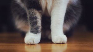 Preview wallpaper cat, paws, furry