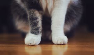 Preview wallpaper cat, paws, furry