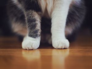 Preview wallpaper cat, paws, furry