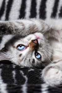 Preview wallpaper cat, paws, lies, playful