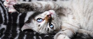 Preview wallpaper cat, paws, lies, playful