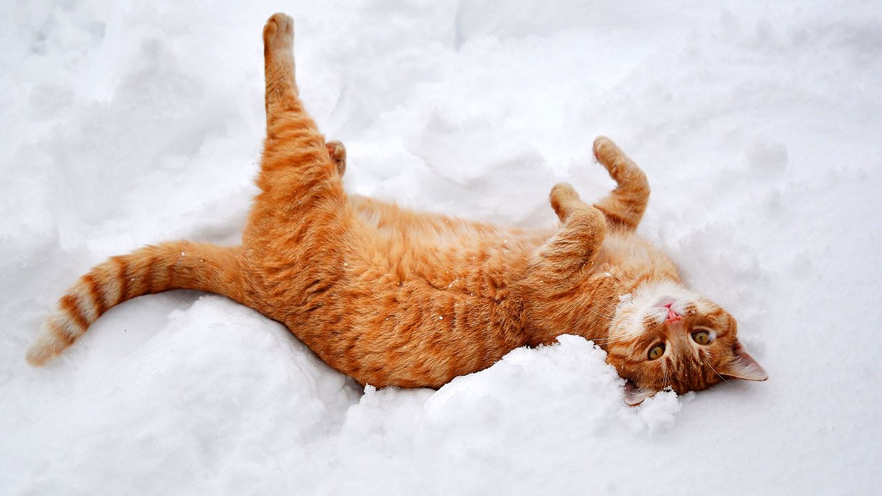 Wallpaper cat, paws, lies, snow, winter, nature