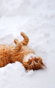 Preview wallpaper cat, paws, lies, snow, winter, nature