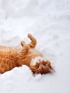 Preview wallpaper cat, paws, lies, snow, winter, nature