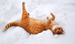 Preview wallpaper cat, paws, lies, snow, winter, nature