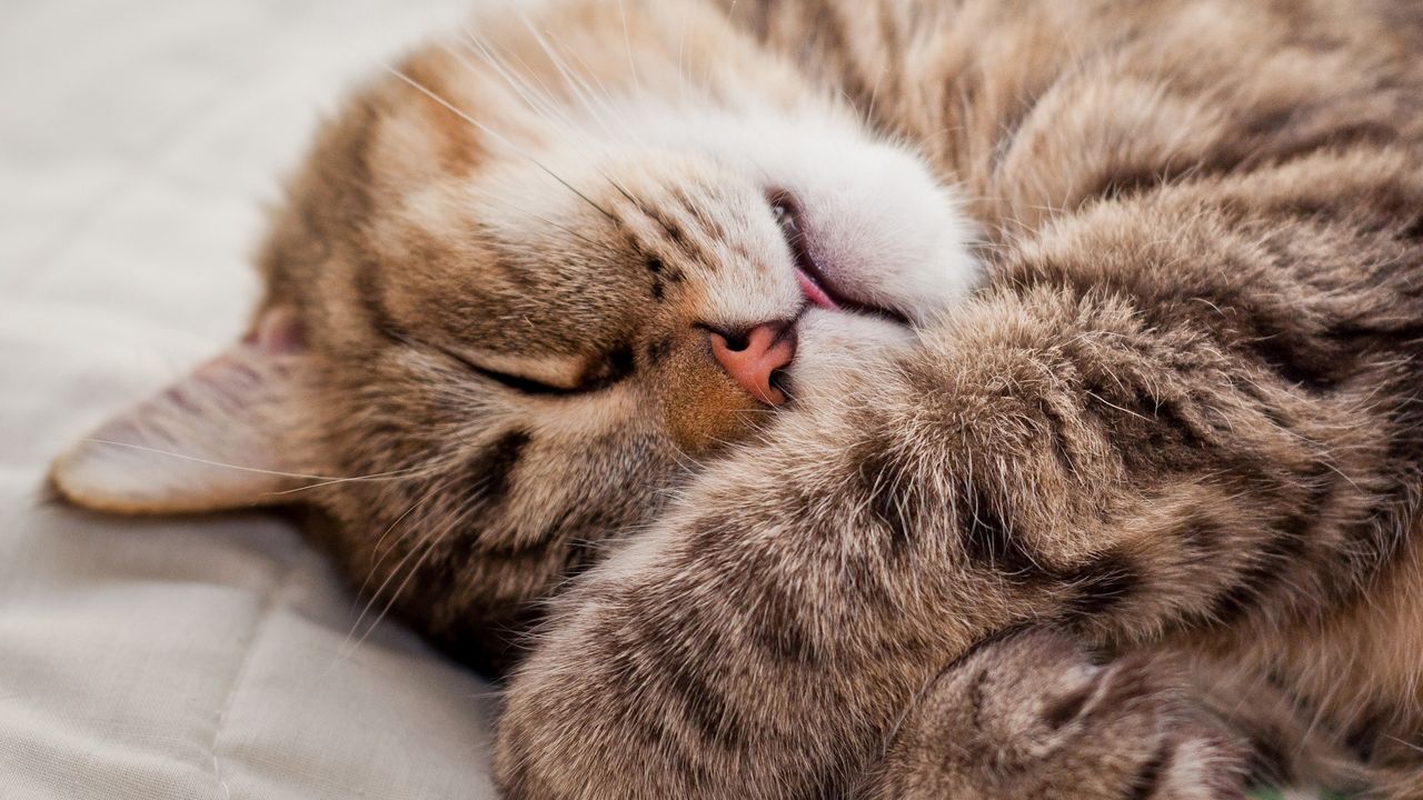 Wallpaper cat, paws, muzzle, sleeping, lying