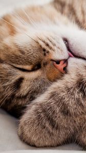 Preview wallpaper cat, paws, muzzle, sleeping, lying