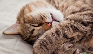 Preview wallpaper cat, paws, muzzle, sleeping, lying