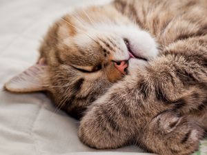 Preview wallpaper cat, paws, muzzle, sleeping, lying